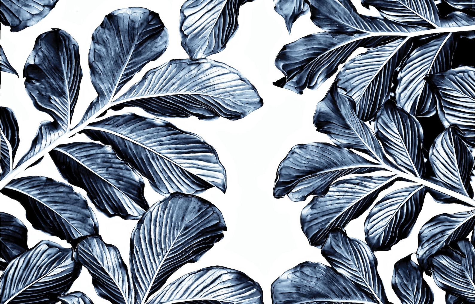 Blue Leaves Nature Wall Mural Tropical Wall Mural Wall Etsy