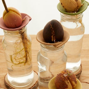 Grow your own Avocado \ Avocado seed propagation cone \ Gift for plant lovers \ Hydroponics support