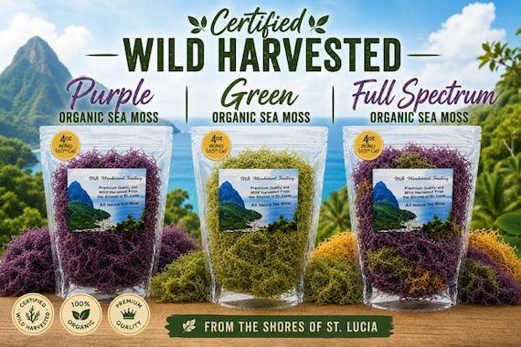 Certified Wild Harvested Organic PURPLE and FULL SPECTRUM Multi-Colored Irish Sea Moss | St. Lucia Harvested | Wholesale | Bulk Raw