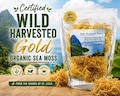 Certified Wild Harvested Organic Raw Gold Irish Sea Moss Dr. Sebi Grade | Chondrus Crispus | From Saint Lucia | Wholesale