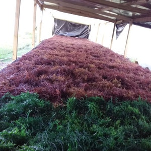 May include: A large, rectangular drying rack sheltered by a wooden frame structure, covered with a thick layer of harvested seaweed. The foreground features vibrant green seaweed, while the background displays a deep reddish-brown variety.
