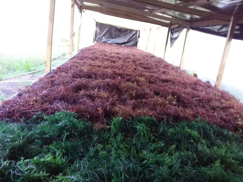 May include: A large, rectangular drying rack sheltered by a wooden frame structure, covered with a thick layer of harvested seaweed. The foreground features vibrant green seaweed, while the background displays a deep reddish-brown variety.