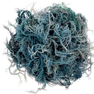 May include: A dense, spherical cluster of dried reindeer moss in varying shades of blue, ranging from deep navy to pale, icy grey-blue. The texture is intricate, consisting of numerous thin, branching, and tangled filaments forming a ball.
