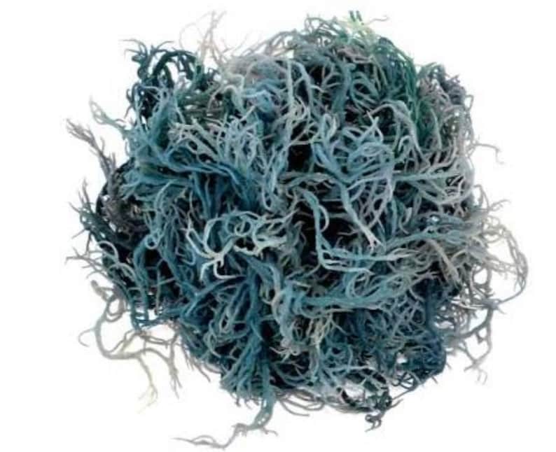 May include: A dense, spherical cluster of dried reindeer moss in varying shades of blue, ranging from deep navy to pale, icy grey-blue. The texture is intricate, consisting of numerous thin, branching, and tangled filaments forming a ball.