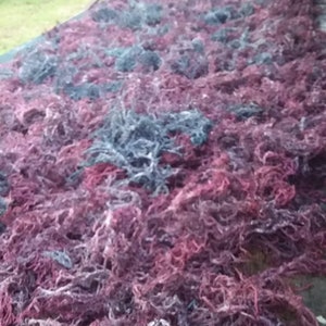 May include: A large collection of harvested sea moss spread out to dry, featuring a dense mixture of deep burgundy, dark purple, and charcoal gray branching seaweed strands with a textured, fibrous appearance covering the entire surface area.