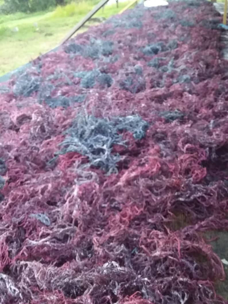 May include: A large collection of harvested sea moss spread out to dry, featuring a dense mixture of deep burgundy, dark purple, and charcoal gray branching seaweed strands with a textured, fibrous appearance covering the entire surface area.