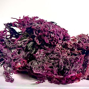 May include: A cluster of dried sea moss with a deep purple and dark magenta coloration. The organic structure consists of numerous thin, branching, and tangled filaments that create a dense, irregular, and textured mass against a plain background.