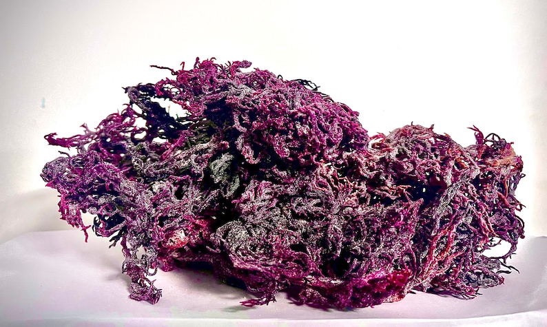 May include: A cluster of dried sea moss with a deep purple and dark magenta coloration. The organic structure consists of numerous thin, branching, and tangled filaments that create a dense, irregular, and textured mass against a plain background.