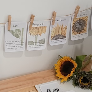 Cartes Flash imprimables pour enfants, Montessori Learn Sunflower Anatomy, Homeschool Life Cycle Nature Study Numbers