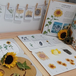 Printable Learning Bundle Pack, Montessori Learn Sunflower Anatomy, Homeschool Life Cycle Nature Study
