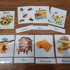 Flashcards para impressão, Montessori Learn Bees, Homeschool Bee Nature Study
