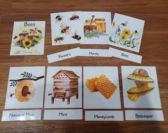 Printable Flashcards, Montessori Learn Bees, Homeschool Bee Nature Study