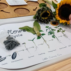 Printable Trofast Flisat Lid Insert, Learn Montessori Life Cycle, Homeschool Sunflower Nature Study
