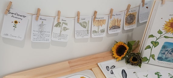 Printable Kids Flash Cards, Montessori Learn Sunflower Anatomy, Homeschool Life Cycle Nature Study Numbers