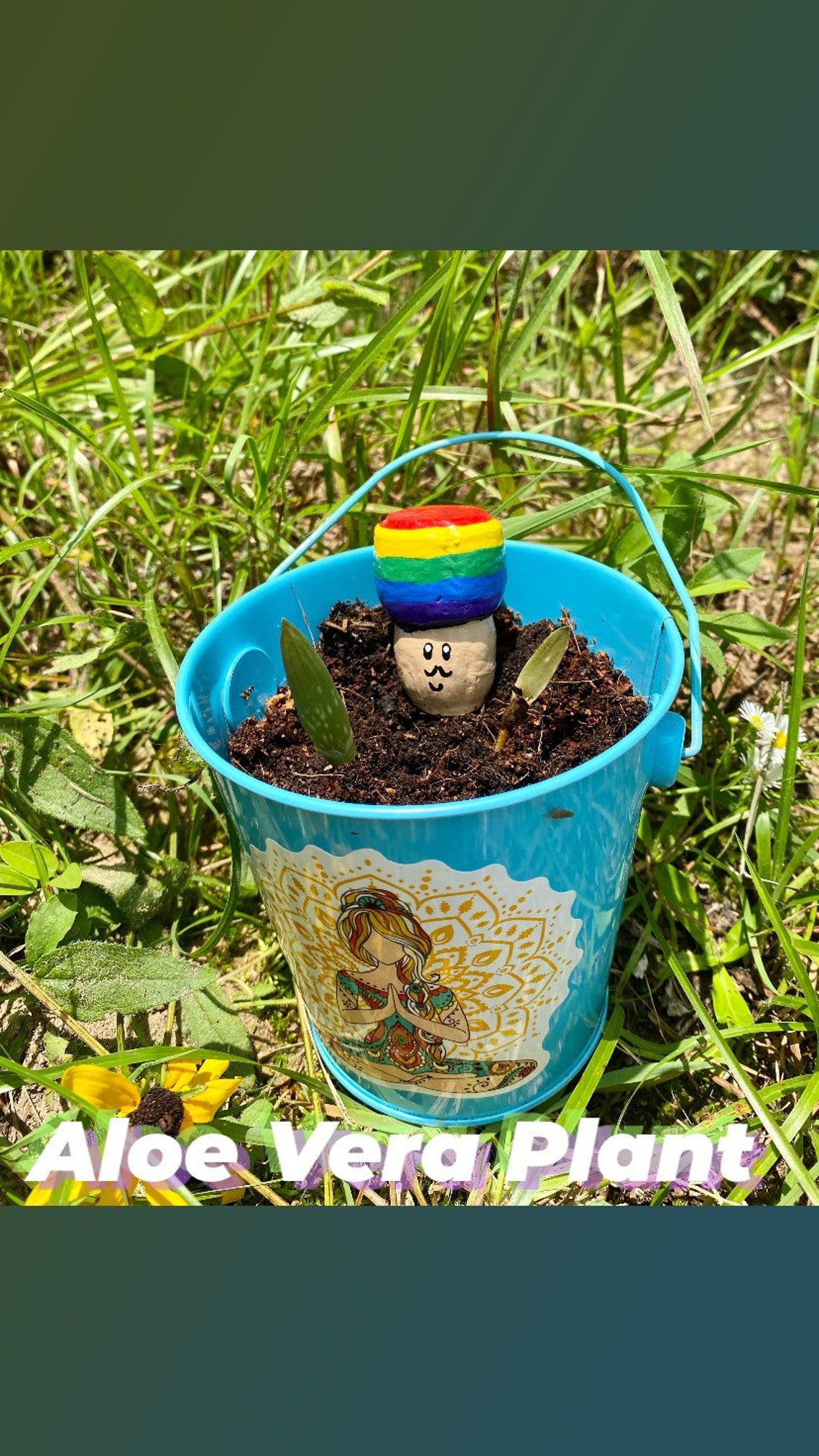 Mushroom Plant Bud Succulent Bundle Etsy