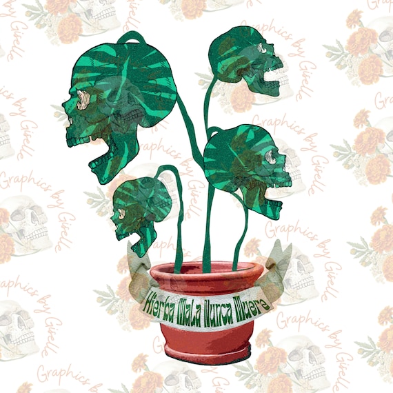 zz plant zamioculcas 4