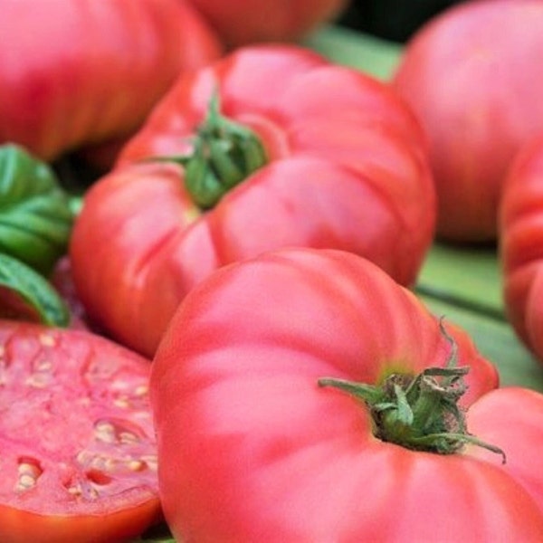 Tiffen Mennonite Tomato Seeds, 30+ Rare Heirloom Tomato Seeds, Pink Brandywine Tomato Variety, Rare Seeds, Beefsteak Tomato, Large Tomato