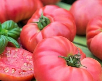 Tiffen Mennonite Tomato Seeds, 30+ Rare Heirloom Tomato Seeds, Pink Brandywine Tomato Variety, Rare Seeds, Beefsteak Tomato, Large Tomato