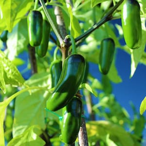Tam Mild Jalapeno Pepper 50+ Seeds, Non GMO and Open Pollinated Heirloom Vegetable