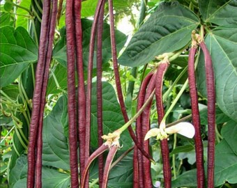 20+ Purple-Red Long Bean Seeds – Asian Chinese Noodle Bean – 2024 Harvest