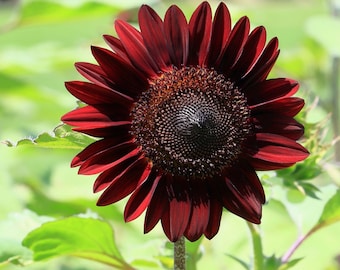 Chocolate Cherry Sunflower Seeds - Multi Branching, Heirloom Beneficial Flower and Vegetable Garden Companion Plant