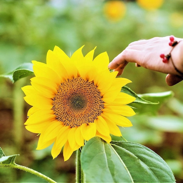 Sunspot Dwarf Sunflower Seeds, Beneficial Flower, Short Sunflower, Open Pollinated Heirloom Flower Seeds