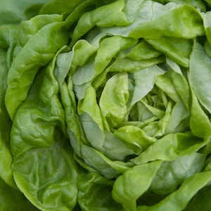 White Boston Butterhead Lettuce Seeds: Heirloom Leafy Vegetable