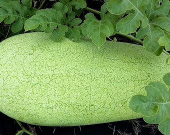 Watermelon Seeds Charleston Grey, Large Rare Heirloom Fruit Variety