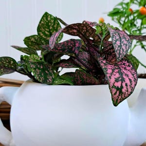 Container and shade garden pink and green plant.