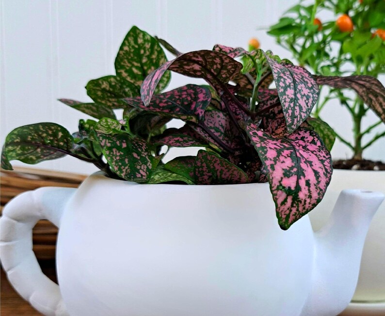 Container and shade garden pink and green plant.