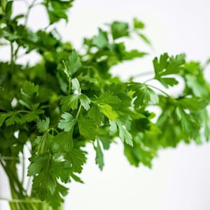 Cilantro Seeds - Coriander, Indoor and Outdoor Heirloom Herb and Spice