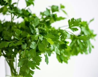 Cilantro Seeds Slo Bolt - Coriander, Indoor and Outdoor Heirloom Herb and Spice