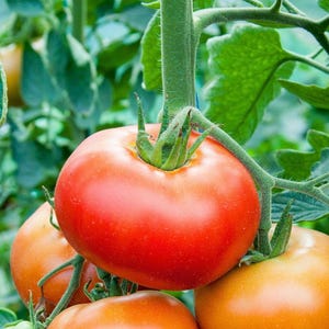 Marglobe Determinate Tomato Seeds, Heirloom Vegetable, Open Pollinated, Non GMO, Container Friendly, Gardener Gift Idea