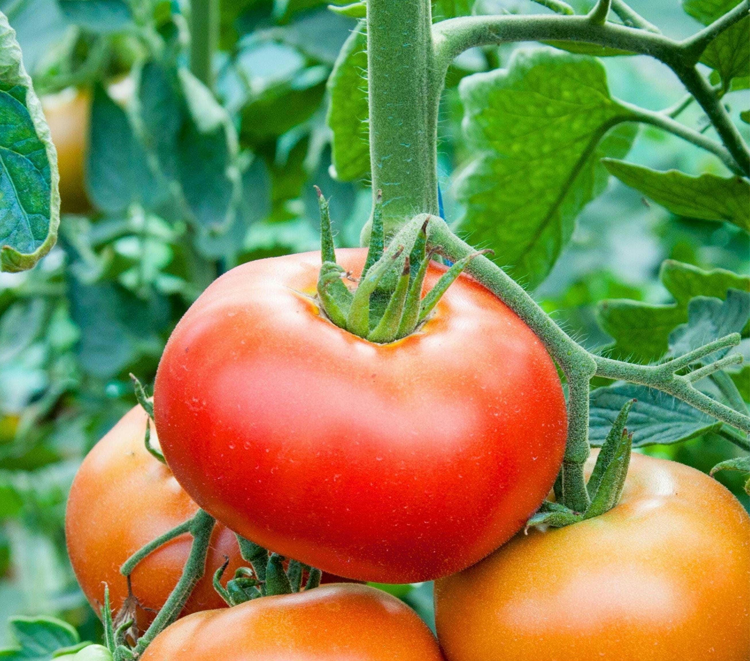 Marglobe Determinate Tomato Seeds - Heirloom, Open Pollinated, and Container Friendly