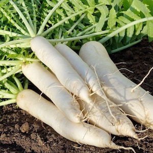 100 Japanese Minowase Daikon Radish Seeds, Cover Crop, Microgreens, Heirloom Vegetable