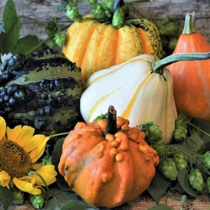 May include: A collection of gourds in various shapes, sizes, and colors.  A green and black gourd with bumps, a white gourd with yellow stripes, a yellow and orange gourd with bumps, and an orange gourd.