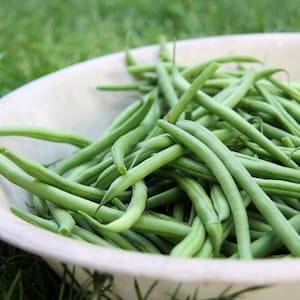Provider Bush Bean Seeds, Stringless, Open Pollinated Heirloom Vegetable
