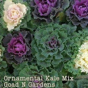 50+ Ornamental Flowering Kale Seed Mix, Multi Color Ornamental Cabbage, Brassica oleracea