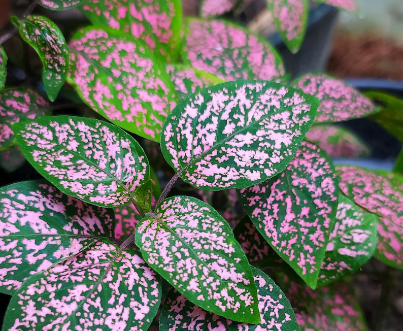 Hypoestes Seeds. Pink Splash Polka Dot Plant. Outdoor, indoor houseplant, and shade garden plant. Container gardening friendly. Hypoestes phyllostachya