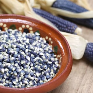 Hopi Blue Corn Seeds, Flint, Sweet, and Ornamental, Heirloom Vegetable