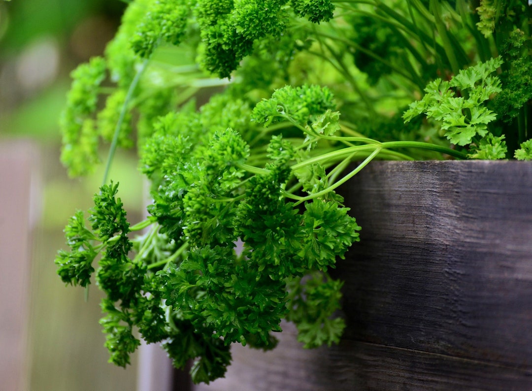 Moss Curled Parsley 250 Curly Leaf Parsley Seeds Heirloom Etsy