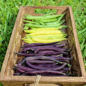 May include: A wooden tray filled with three types of green beans: green, yellow, and purple. The beans are arranged in rows, with the green beans at the top, the yellow beans in the middle, and the purple beans at the bottom.