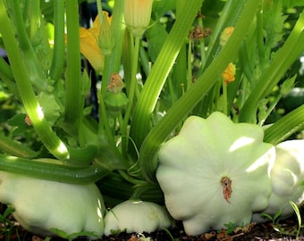 Pattypan Bush Summer Squash Seeds - White Scallop, Heirloom Vegetable