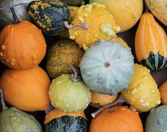 May include: A collection of colorful gourds in various shapes and sizes. The gourds display a range of colors, including orange, yellow, green, and a mix of patterns. Some have bumpy textures, while others are smooth. A seasonal harvest theme.