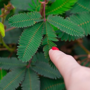 50+ Sensitive Plant Seeds, Mimosa pudica, Indoor and Outdoor Container Friendly Houseplant, Heirloom