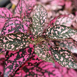 Hypoestes Pink Splash Select Series Seeds. Hypoestes phyllostachya.