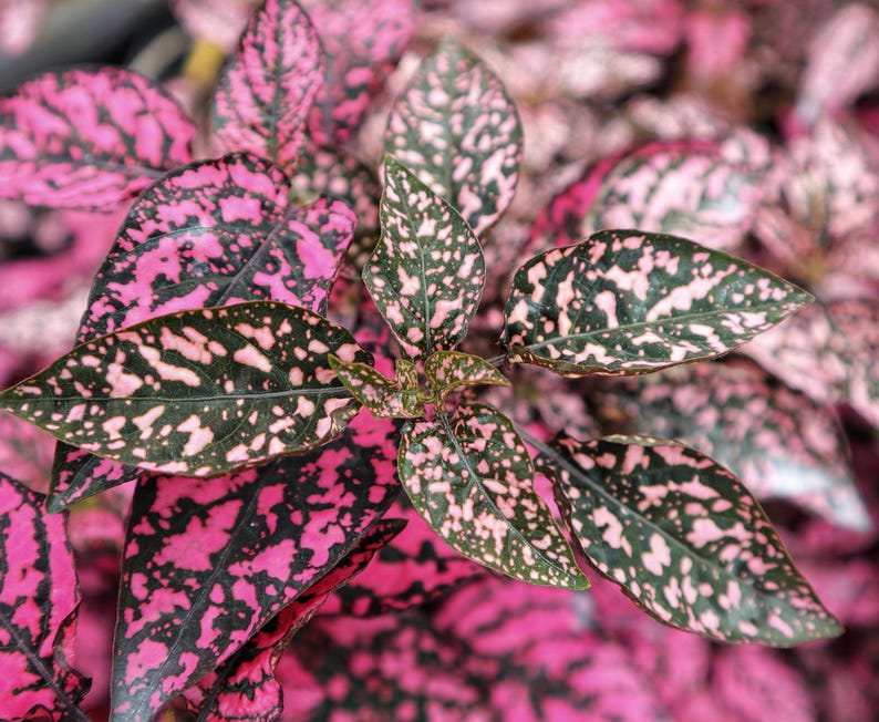Hypoestes Pink Splash Select Series Seeds. Hypoestes phyllostachya.