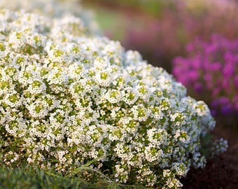 Carpet Of Snow Sweet Alyssum Seeds, Heirloom Low Growing Ground Cover Flower, Lobularia maritima