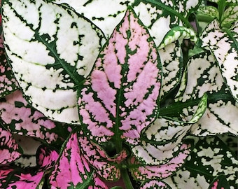 Hypoestes Pink and White Splash Mix Polka Dot Plant Seeds - Houseplant or Shade Garden