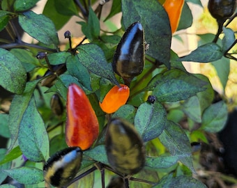 Ornamental Pepper Seeds Autumn Time - Container Friendly Heirloom